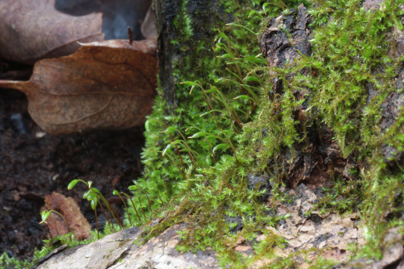 Amblystegium serpens